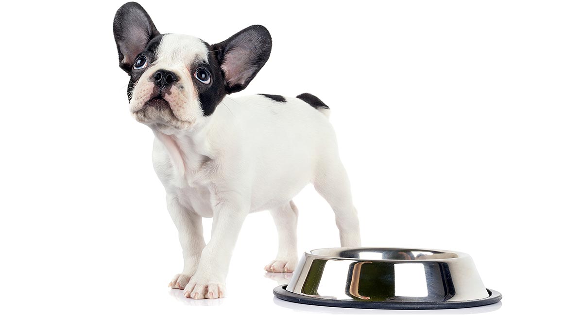 Best Dry Dog Food for French Bulldogs