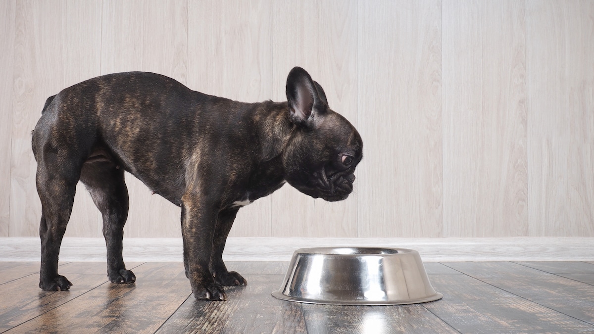 best dry dog food for French Bulldogs 