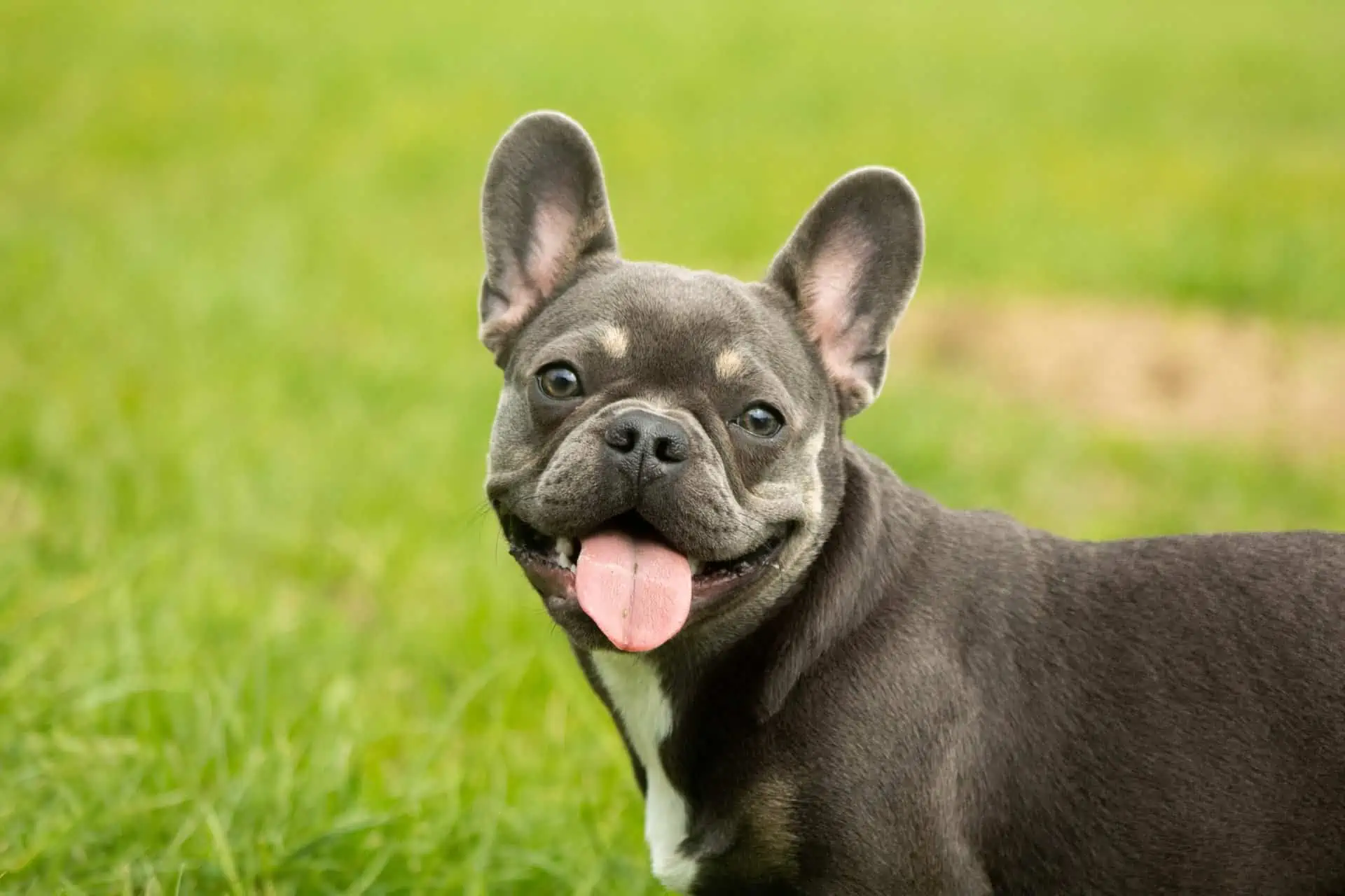 Best Food for French Bulldog Factors to Keep