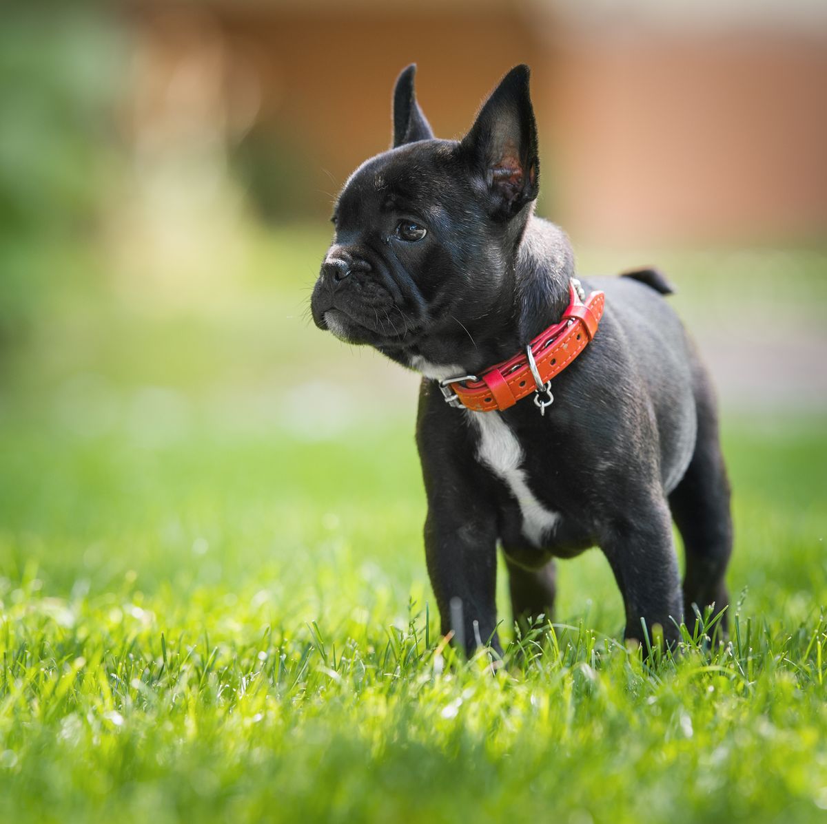 Best Food for French Bulldog Senior Stage