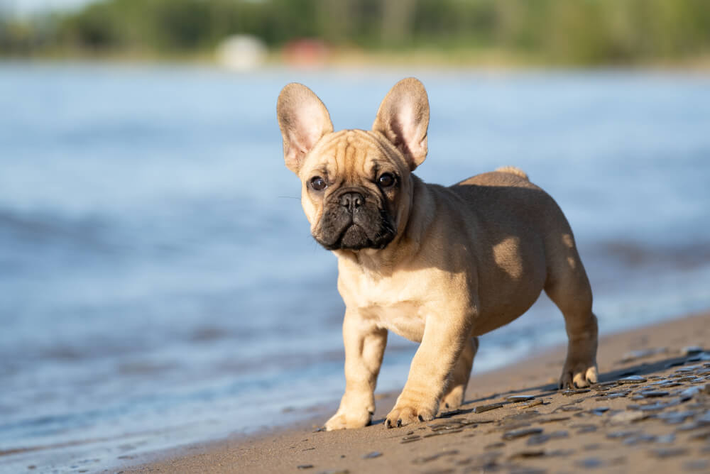 Best Food for French Bulldog Adult Stage