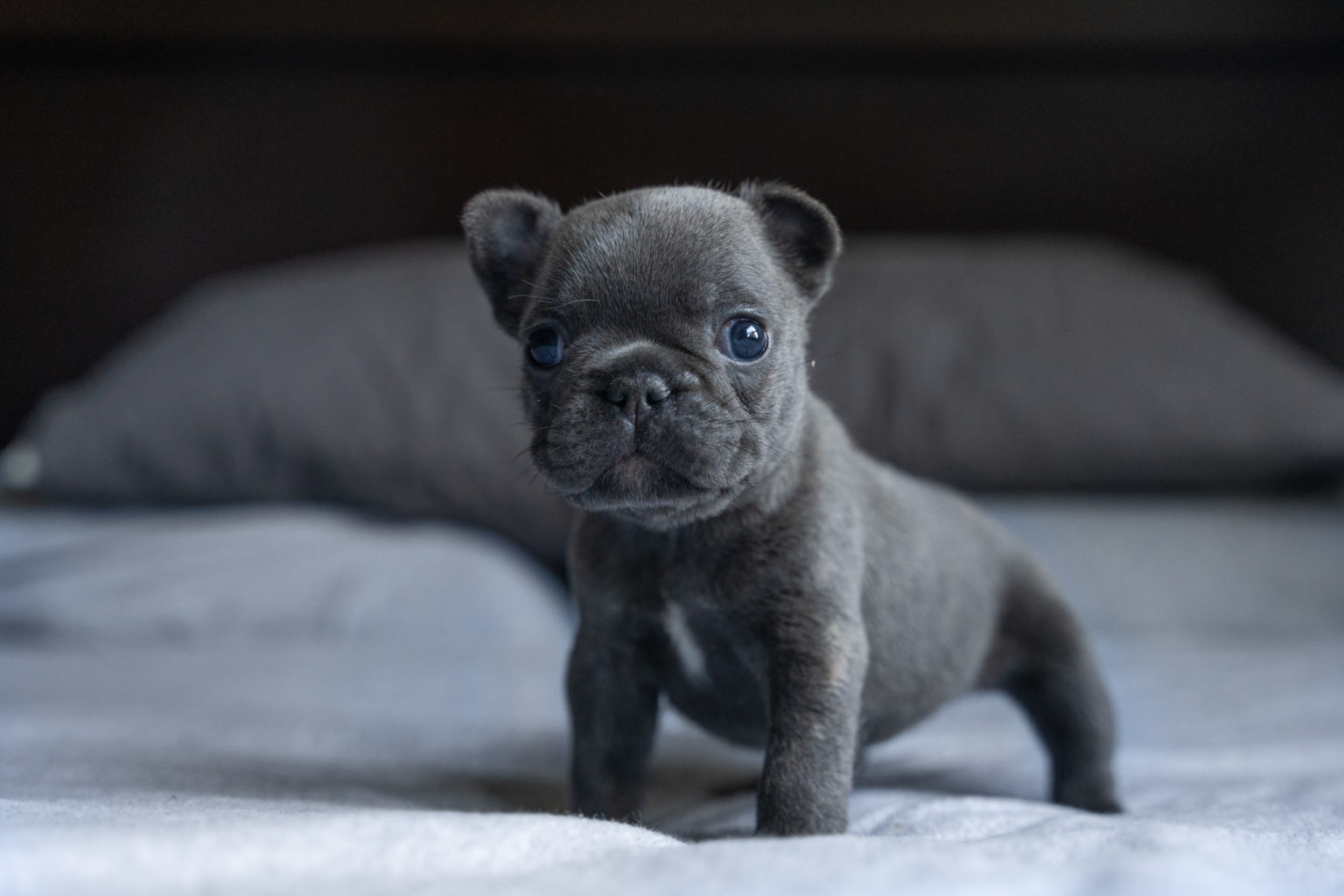 Best Food for French Bulldog Puppy Stage