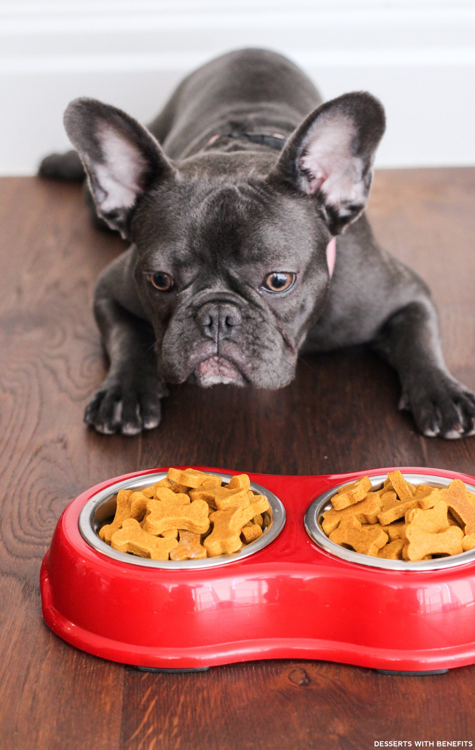 Homemade dog food for frenchies