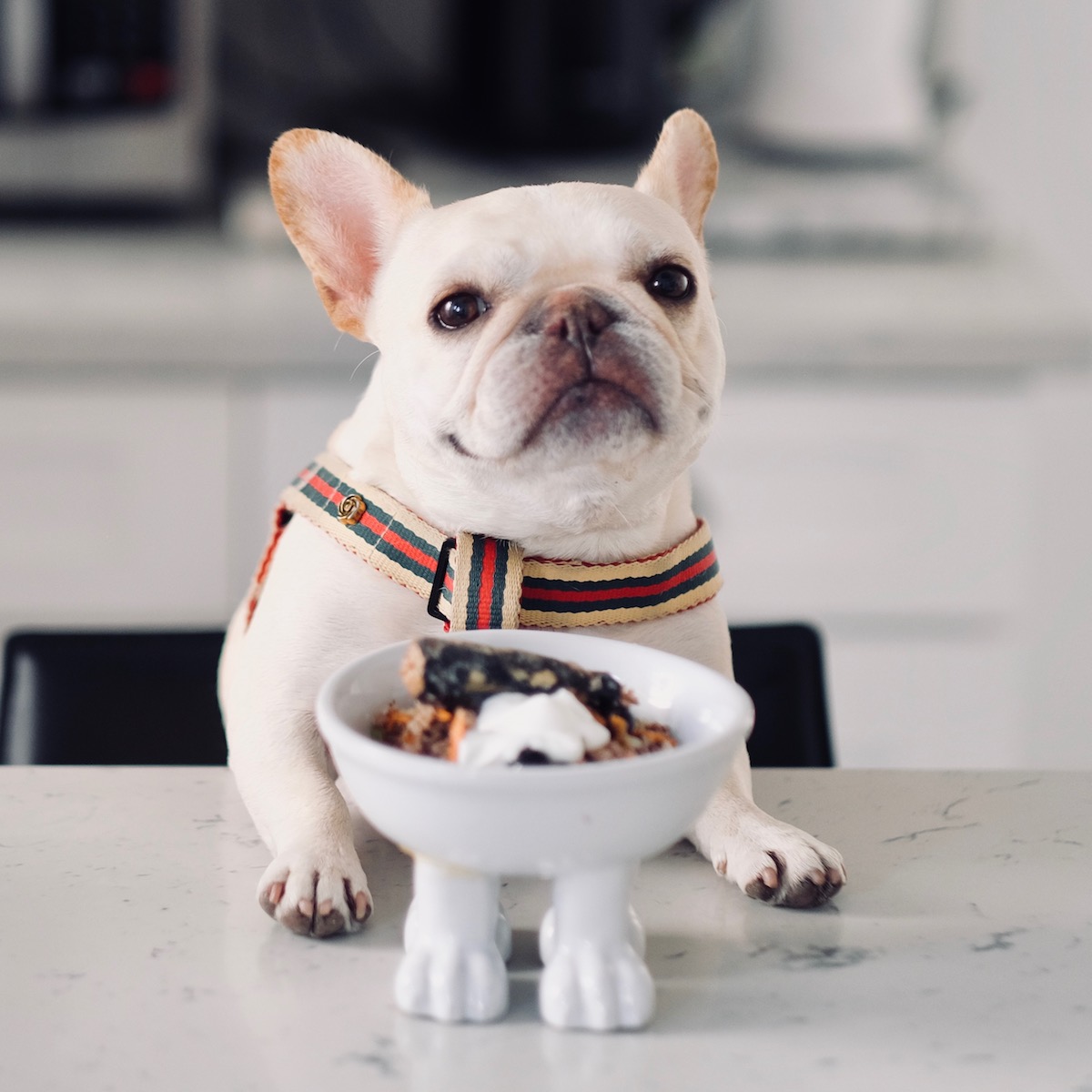 Homemade dog food for frenchies Tips