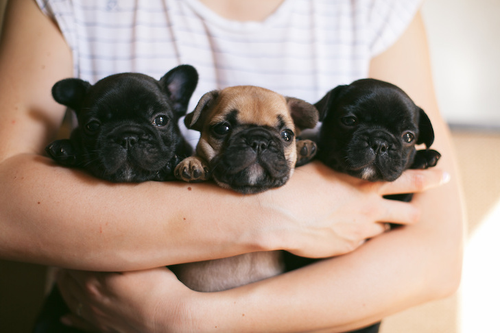 French Bulldog puppies being held in the arms of a woman.