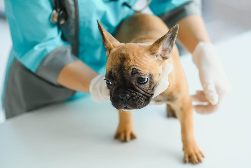 The French Bulldog is receiving healthcare.