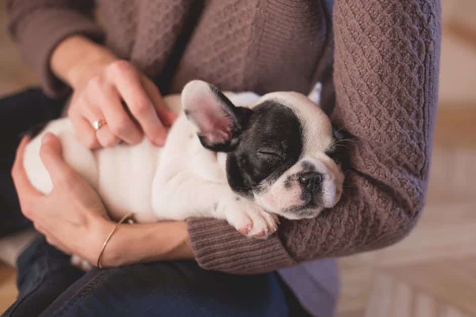 A small bulldog is being held in someone's arms.