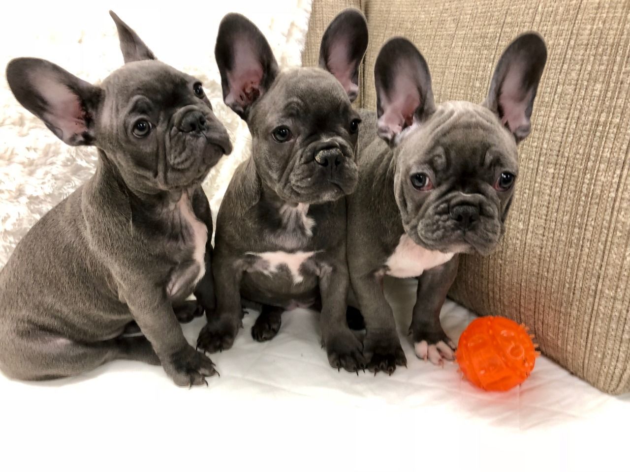 Three French Bulldogs are watching.