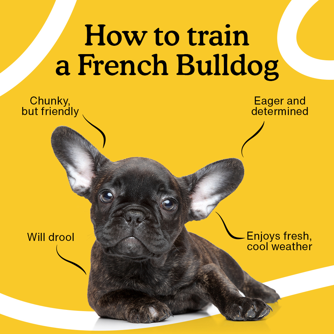 How to Train a Frenchie