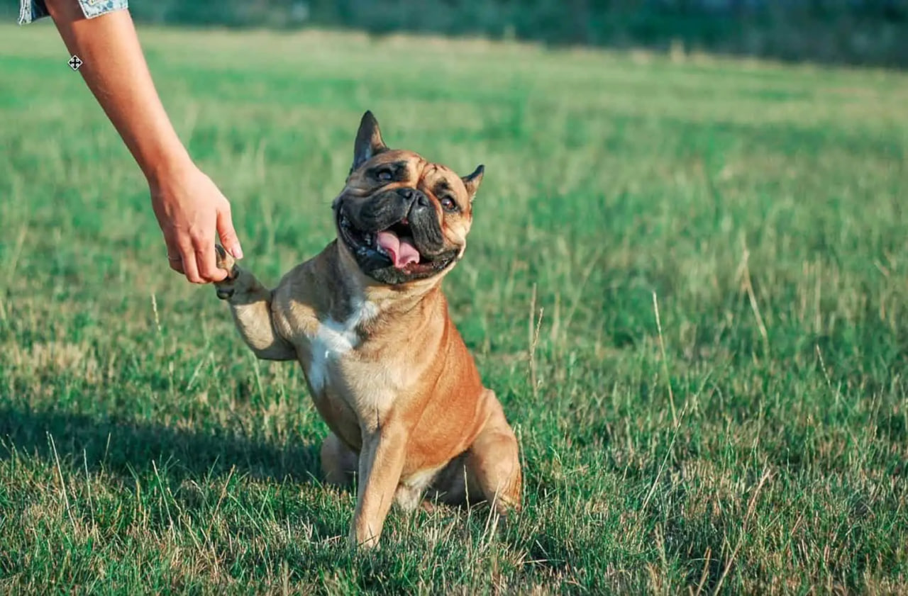 The French Bulldog is shaking paws.