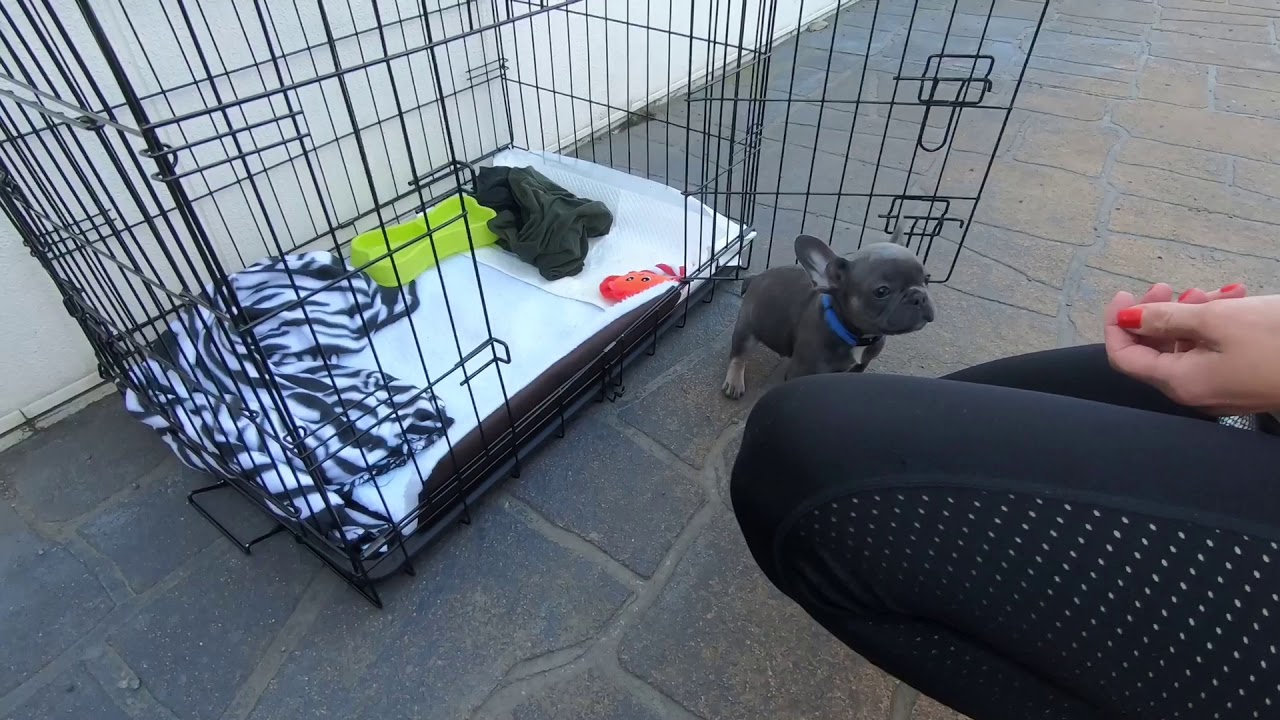 The French Bulldog is being trained to use a crate.