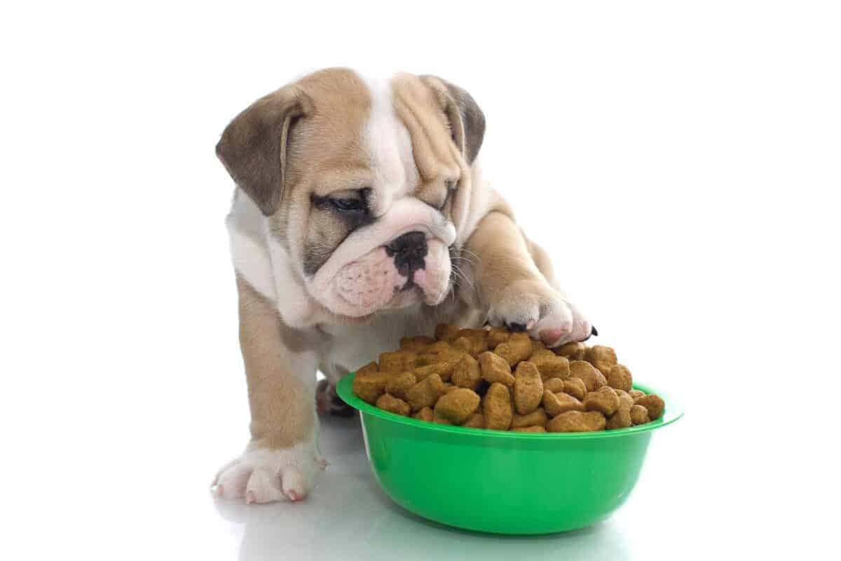 bulldog with food