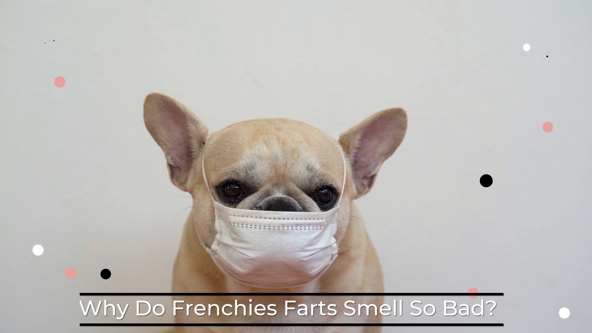 The French Bulldog is wearing a face mask.