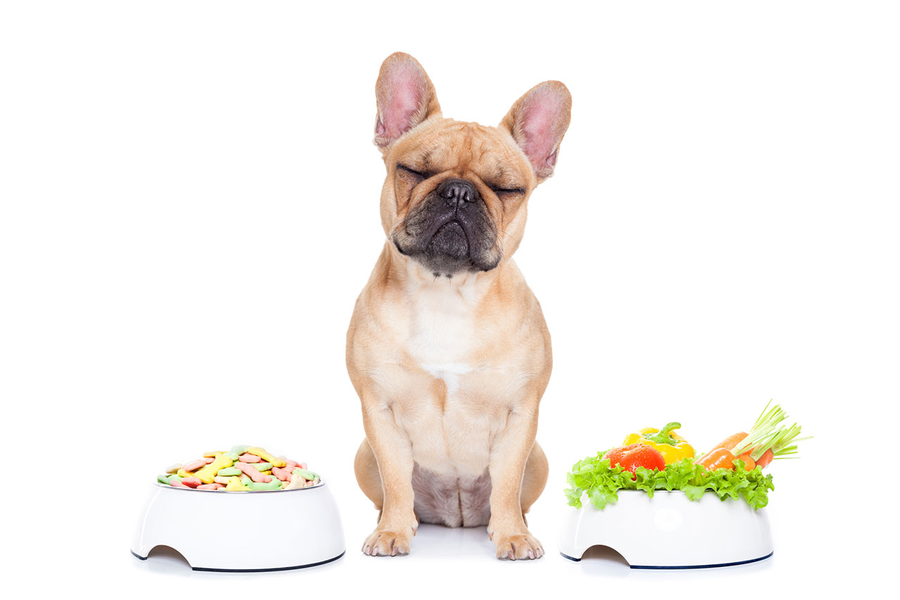 bulldog with food