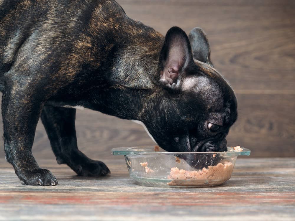 best food for french bulldog with skin allergies