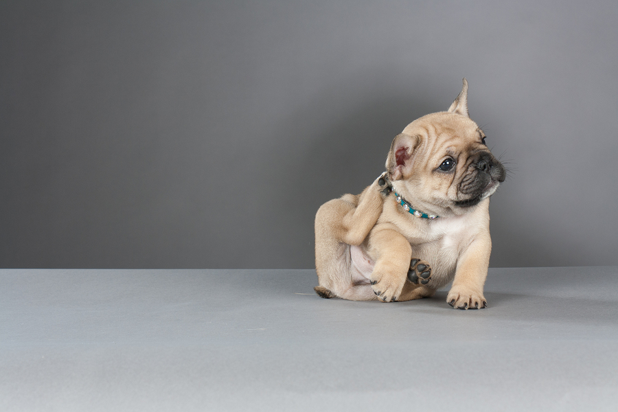 best food for french bulldog with skin allergies Common Symptoms of Skin Allergies