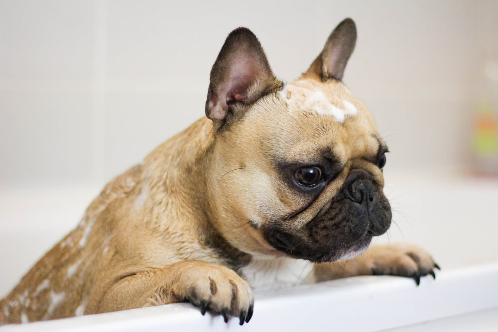 best food for french bulldog with skin allergies