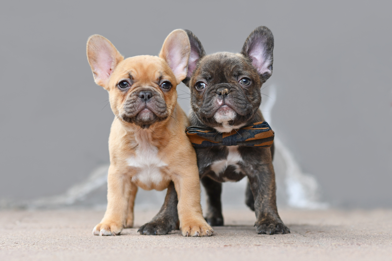 best wet food for french bulldogs Factors