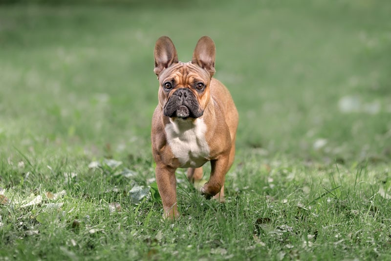 french bulldog potty training