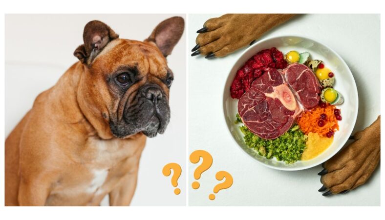 french bulldog raw diet