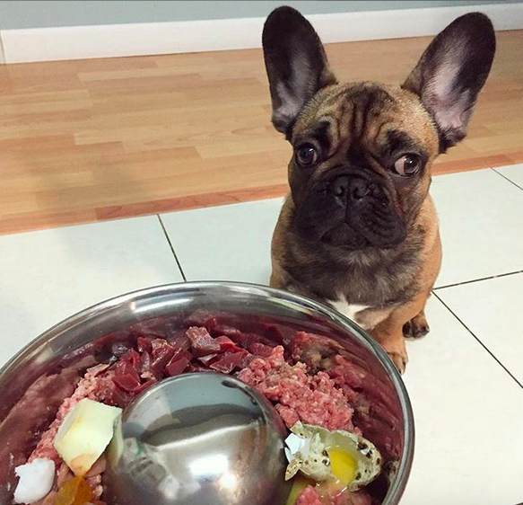 Key Ingredients in a French Bulldog raw diet