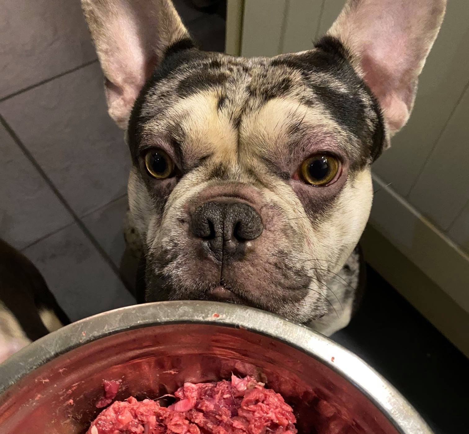 french bulldog raw diet