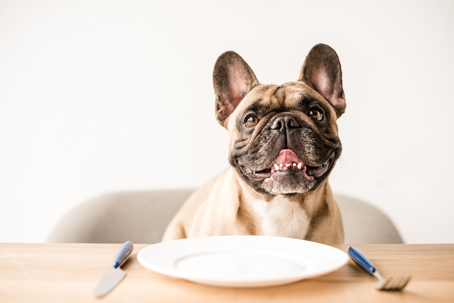 How much should a french bulldog eat