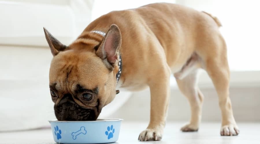 how much should a french bulldog eat