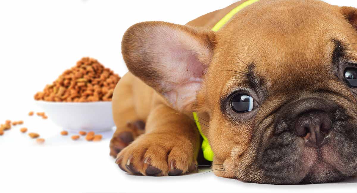 How much to feed french bulldog puppy