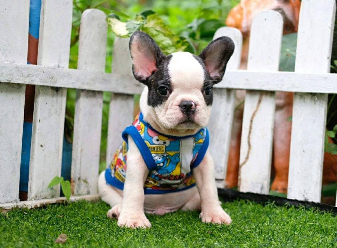 How much to feed french bulldog puppy