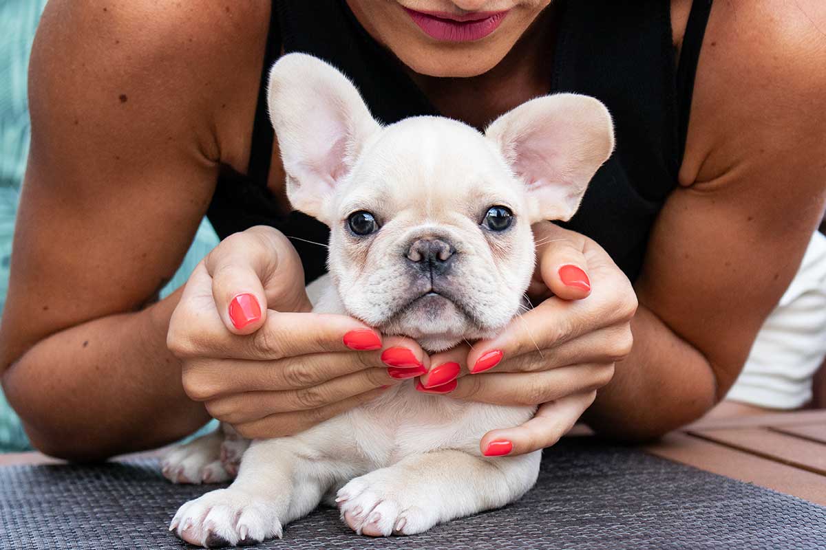 How much to feed french bulldog puppy