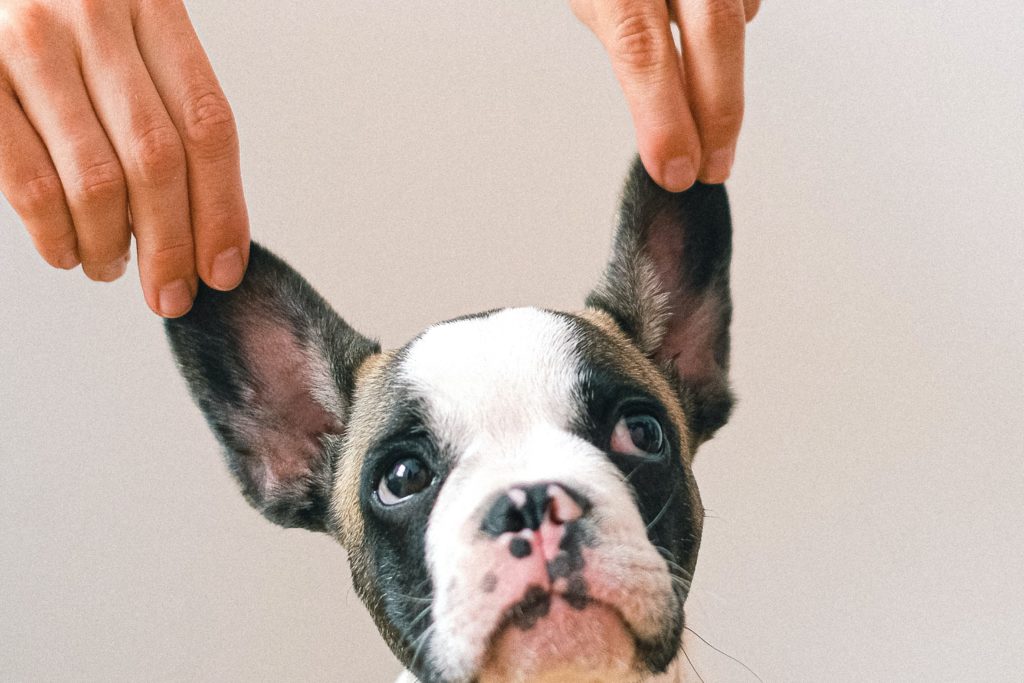 how to clean frenchie ears