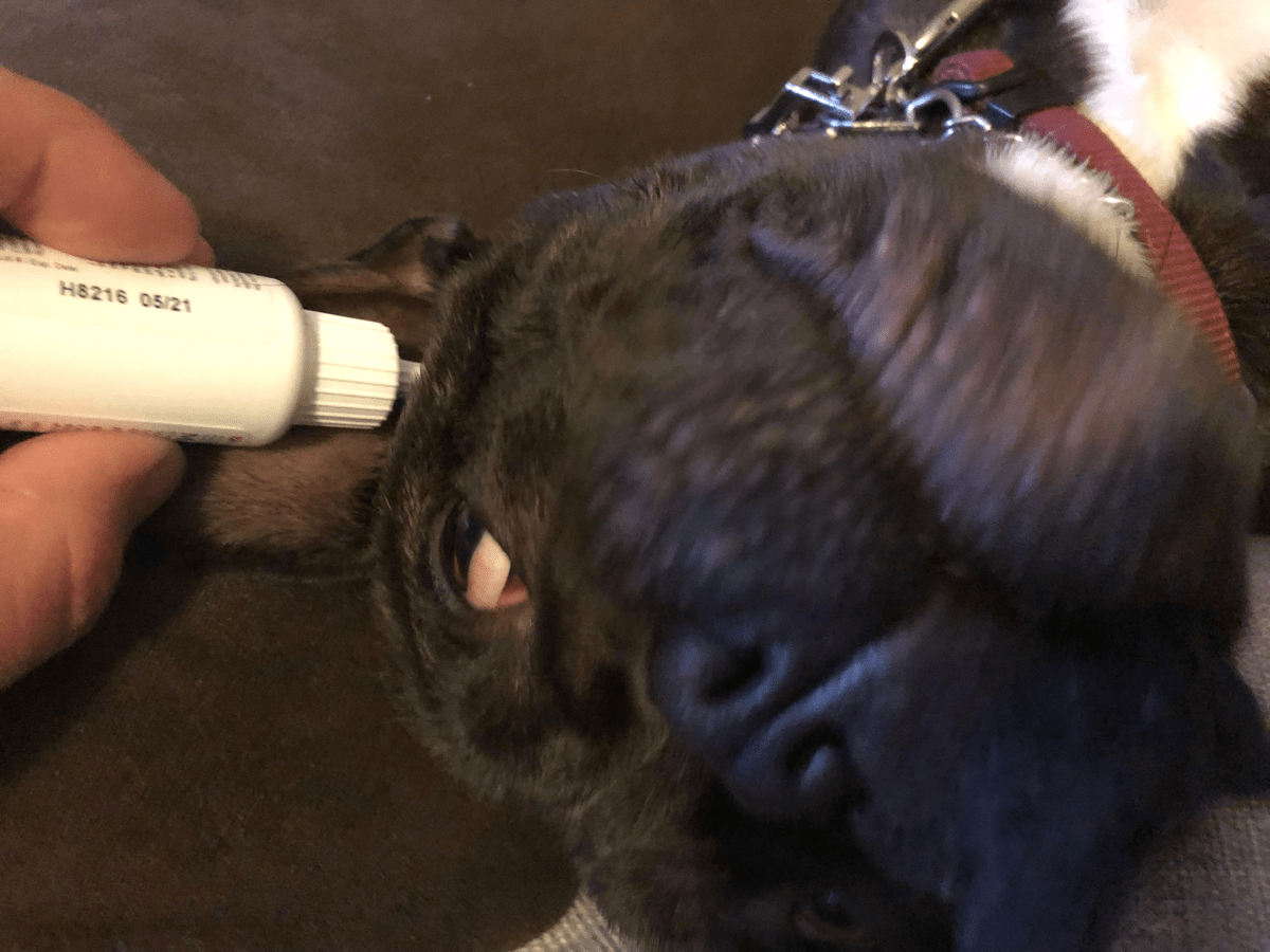 how to clean frenchie ears