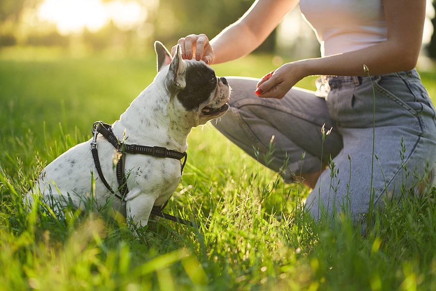 How to train your french bulldog to listen