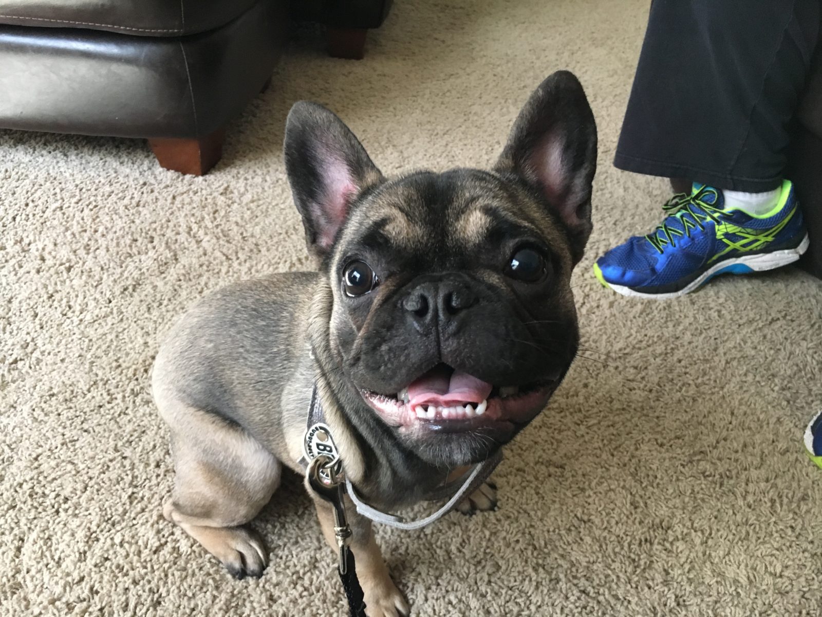 how to train your french bulldog to listen