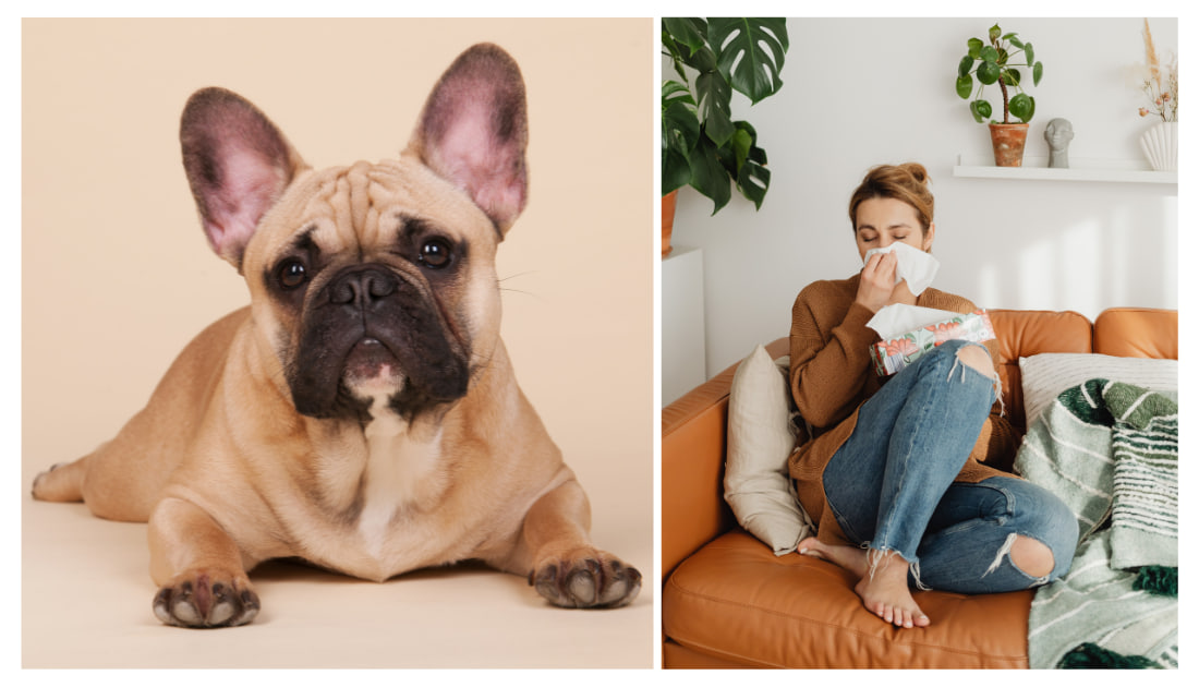 bulldog and girl with allergies