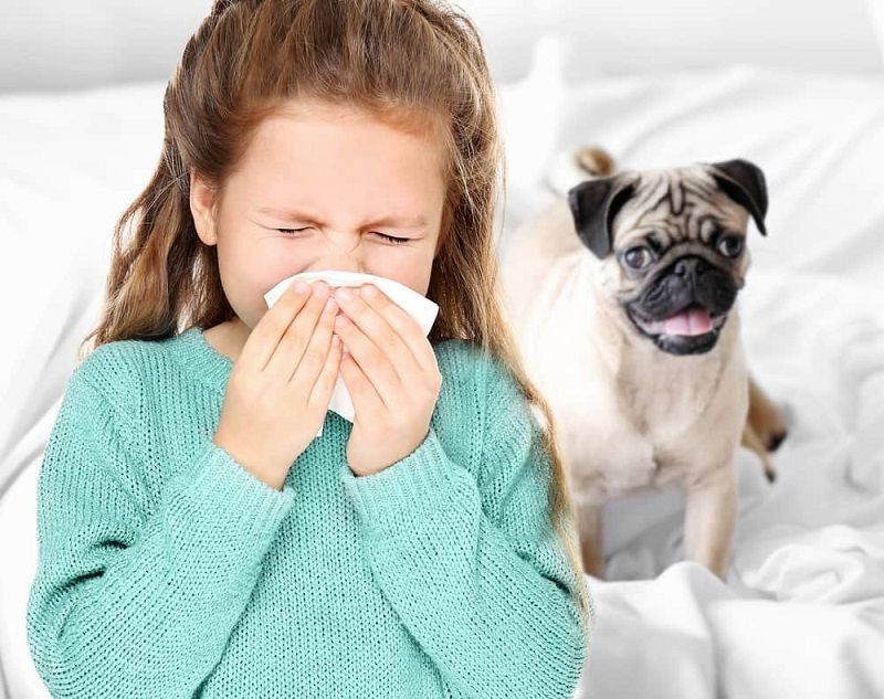 bulldog and girl with allergies