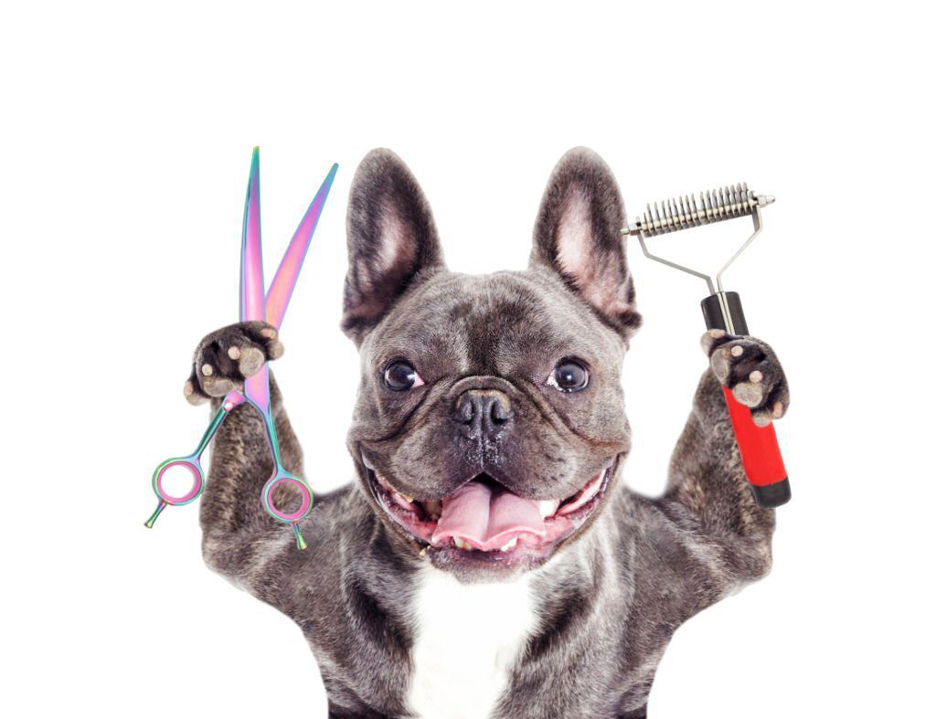 bulldog holding scissors