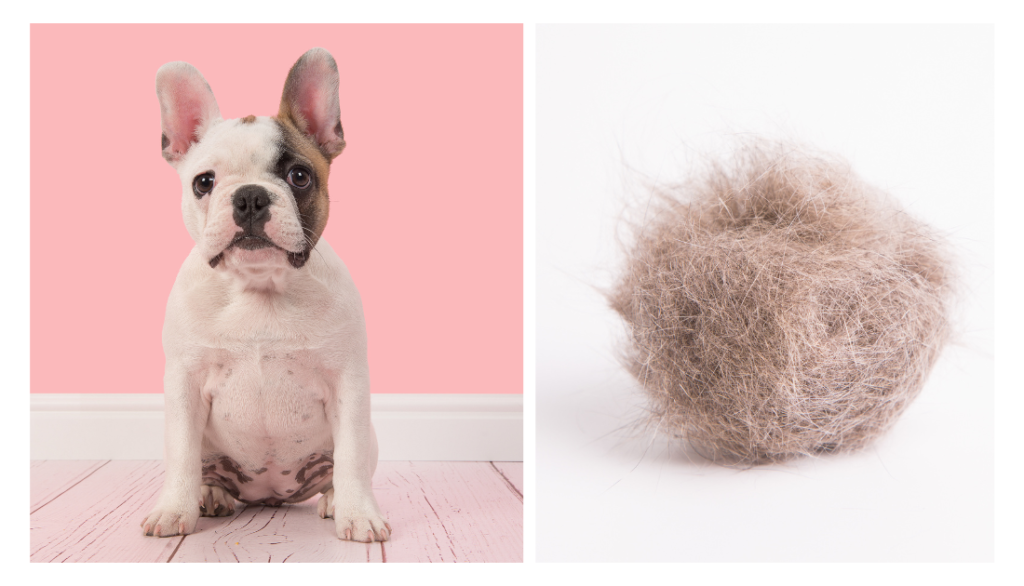 Do French Bulldogs Moult