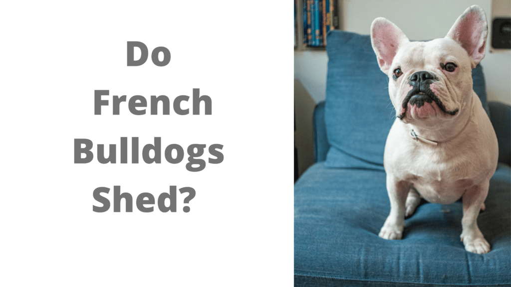 Do French Bulldogs Moult