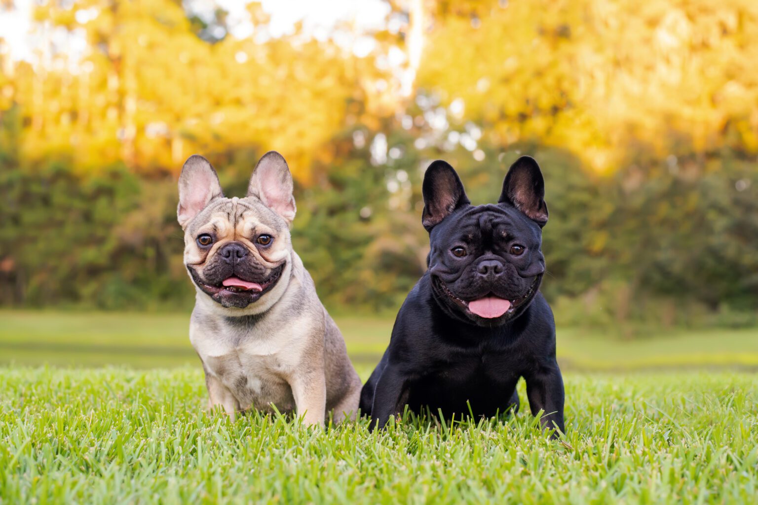 Two bulldogs are sitting on the grass.