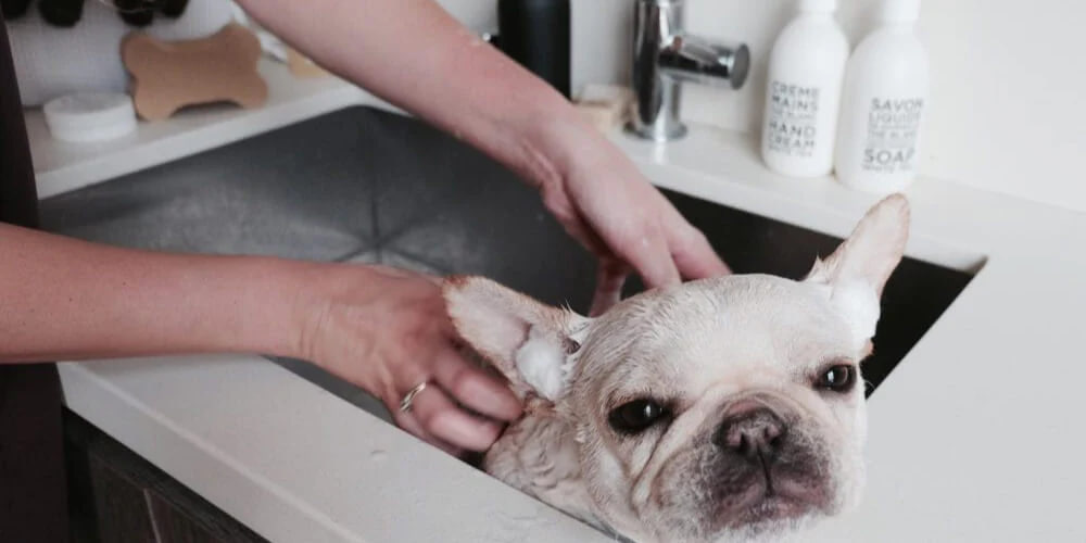 The bulldog is being bathed.