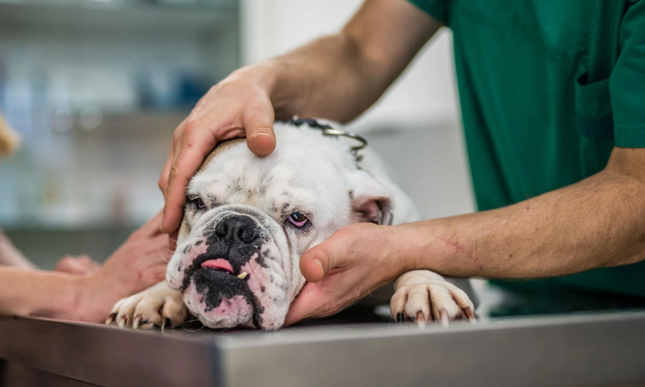 The bulldog is being examined for its health.