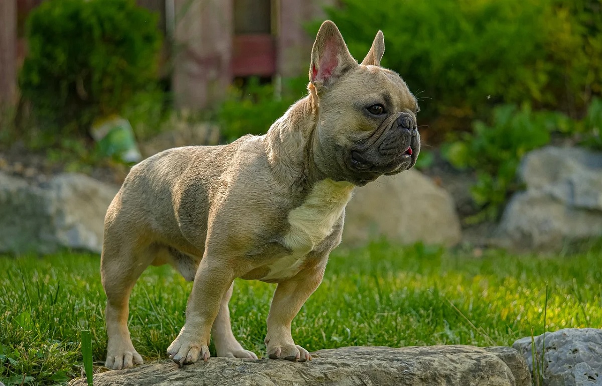 why are french bulldogs so expensive